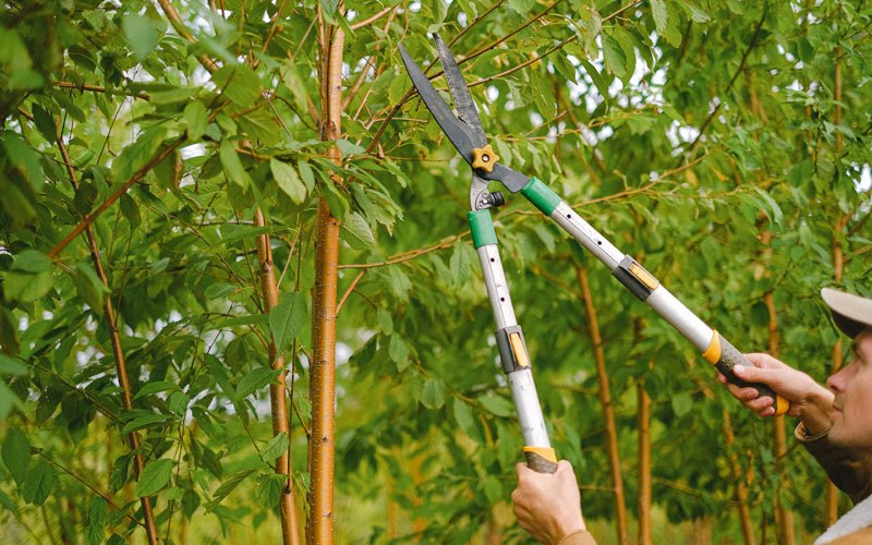 Tree trimming in Middlebury, VT