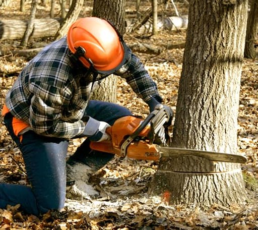 Tree Removal in Middlebury, VT